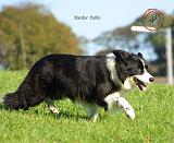 Border Collie 9B073D-04